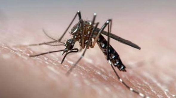 Por qué los casos de dengue en Argentina marcaron un récord en febrero