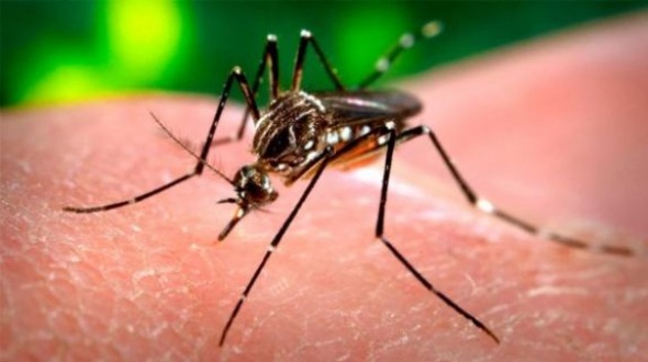 “El dengue no está respetando ninguna edad”, dijo secretaria de Salud