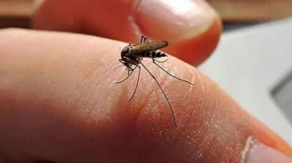 Dengue en Argentina: confirmaron cinco muertes en tres provincias y se agrava la situación